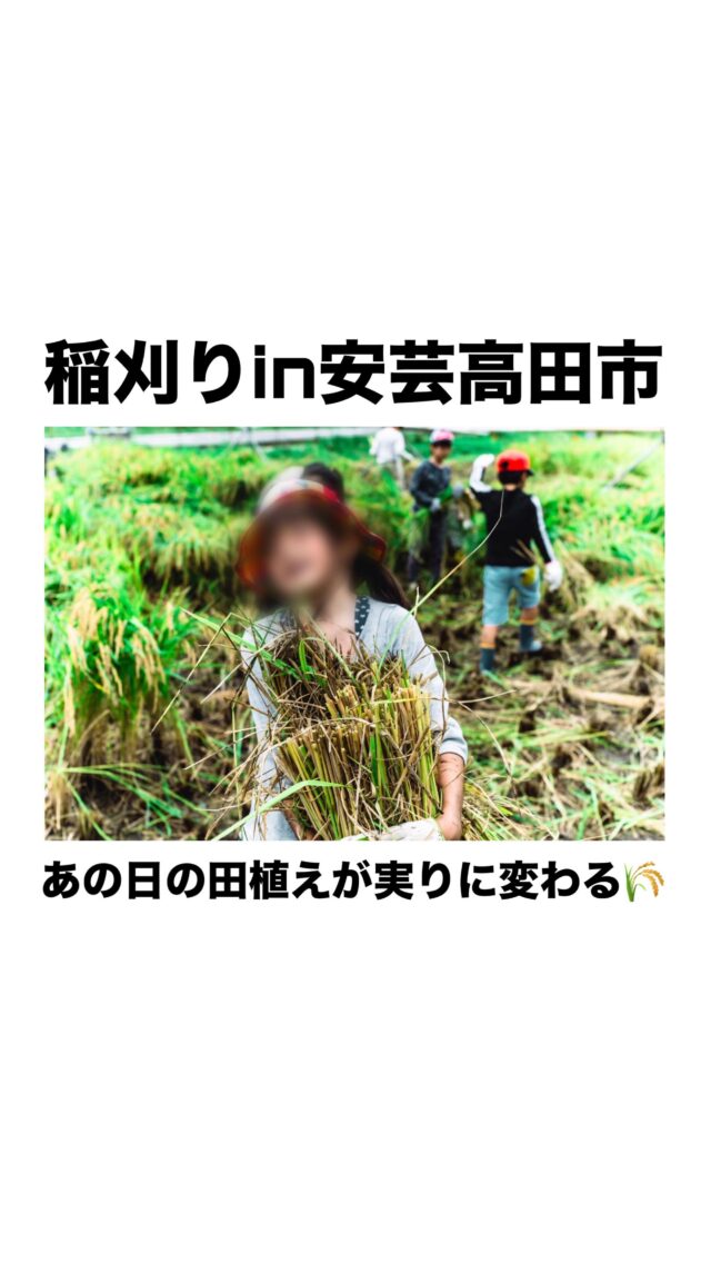 @polaris__hiroshima 👈 他の投稿も見る

⸻

9月21日(日)稲刈り体験を行いました🌾
みんなで前回植えた苗が立派に育ち
いよいよ刈り取りの時を迎えました✨
鎌を使って一株ずつ丁寧に刈り取り
稲の手触りや香りを感じながら
真剣に作業する姿が印象的でした😊
刈った稲は協力して運び
束ねて干すまでを自分たちの手で行い
収穫の工程をしっかり体験することができましたよ☺️

⸻

🌱ポラリスでは
自然の中でのリアルな体験を通じて、
“生きる力”や“他者と協力する力”を
育むことを大切にしています✨
田植えから稲刈りまでの一連の活動は、
自然の恵みや命のつながりを感じながら、
“育てること”の喜びを感じる時間となりました☺️

⸻

📩 気になることがあればDMでどうぞ
小さなことでも大歓迎です♪

📌最新の事業所毎の空き状況は
ハイライトでご案内中😊

#放課後等デイサービス #放デイ #自立支援 #発達支援 #療育支援 #グレーゾーン #広島放デイ #稲作#春に植えた苗が秋に稲になったよ
