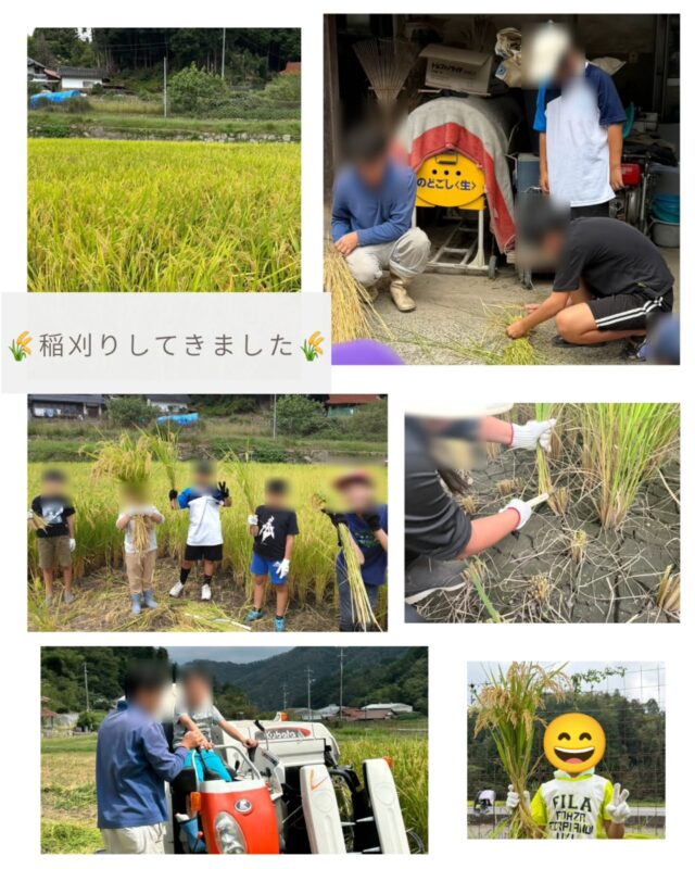 【稲刈り🌾✨】

先週の土曜日は、みんなで稲刈りを行いました！

春に自分たちで植えた稲が、夏を越えて立派に実り、いよいよ収穫の時期に🌾✨

田んぼに入り、鎌を使って一株ずつ稲を刈っていきます！ 「ここも刈っていい？」と周りを見ながら、みんなで協力して収穫しました😊

そして今回は、コンバインにも乗せてもらい、稲を刈り取る体験もしました🚜✨

普段なかなか乗ることのない大きなコンバインに、子どもたちは興味津々！ 実際に機械が動き、稲がどんどん刈り取られていく様子を間近で見ることができましたよ👀🌾

自分たちの手で稲を刈る体験と、機械を使って収穫する体験。 両方を経験することで、普段何気なく食べている「お米」が、どのように育ち、どのように収穫されているのかを知る貴重な機会となりました🍚✨

春の田植えから始まり、今回の稲刈りまで。 自分たちが植えた稲の成長を実際に見届け、最後は収穫までできたことも大きな達成感につながりました😊🌱
┈┈┈┈┈┈┈┈┈┈┈┈┈┈┈┈┈┈┈┈┈┈┈┈┈
ポラリスでは、季節や自然を感じながら、子どもたちが「見て・触れて・やってみる」体験を大切にしています🌈

これからも、普段の生活ではなかなかできない経験を通して、子どもたちの「やってみたい！」を広げていきます✨

#廿日市市放課後等デイサービス #放課後等デイサービス #稲刈り #コンバイン体験 #農業体験